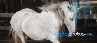 Horse In The Paddock Stock Photo