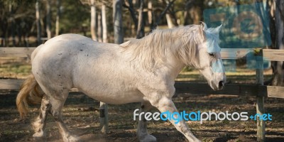 Horse In The Paddock Stock Photo