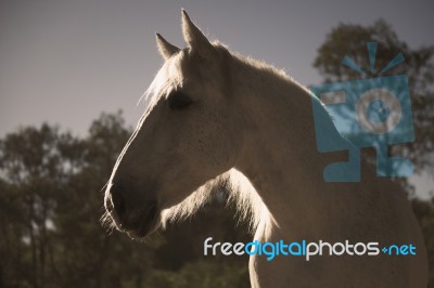 Horse In The Paddock Stock Photo