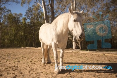 Horse In The Paddock Stock Photo