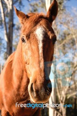 Horse In The Paddock Stock Photo