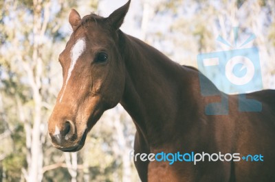 Horse In The Paddock Stock Photo