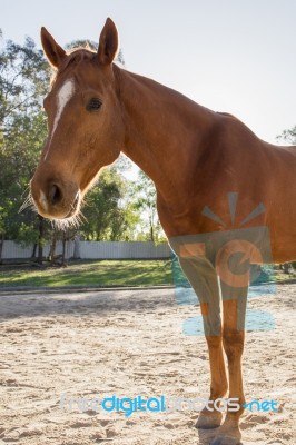 Horse In The Paddock Stock Photo