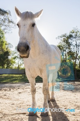 Horse In The Paddock Stock Photo