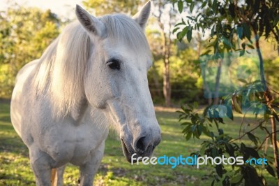 Horse In The Paddock Stock Photo