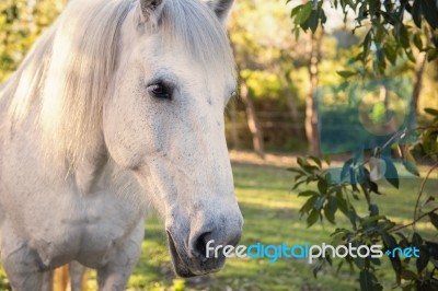 Horse In The Paddock Stock Photo