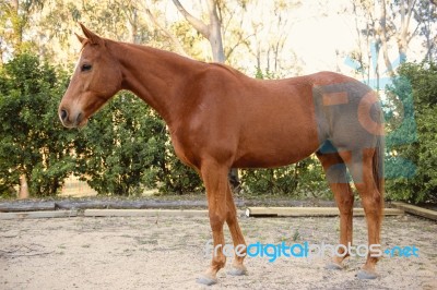 Horse In The Paddock Stock Photo