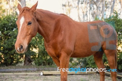 Horse In The Paddock Stock Photo