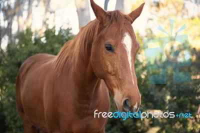 Horse In The Paddock Stock Photo