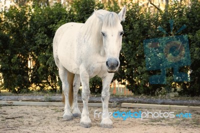 Horse In The Paddock Stock Photo