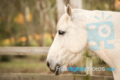 Horse In The Paddock Stock Photo