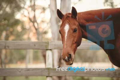 Horse In The Paddock Stock Photo