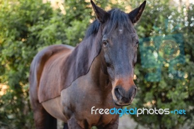 Horse In The Paddock Stock Photo