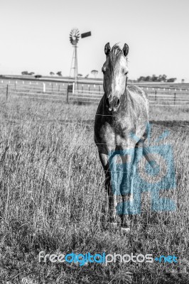 Horse In The Paddock Stock Photo