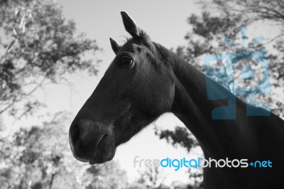 Horse In The Paddock Stock Photo