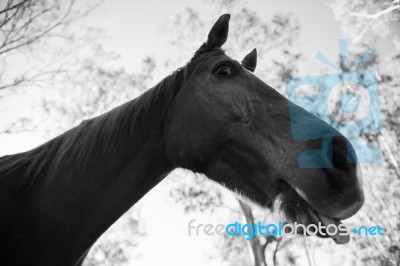 Horse In The Paddock Stock Photo