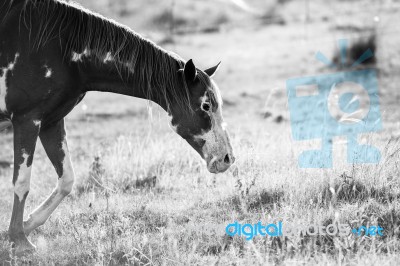 Horse In The Paddock Stock Photo