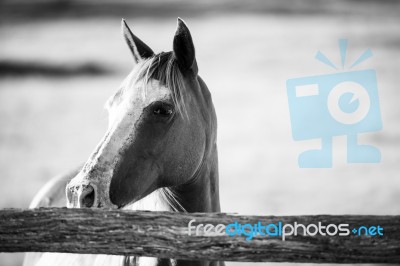 Horse In The Paddock Stock Photo