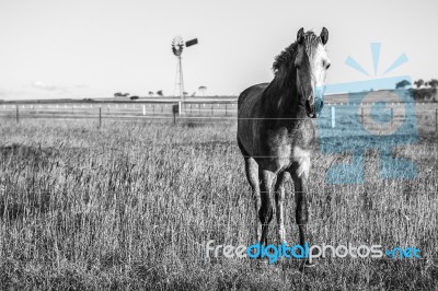 Horse In The Paddock Stock Photo