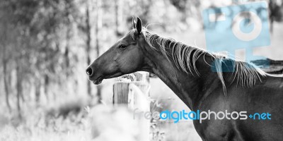 Horse In The Paddock Stock Photo