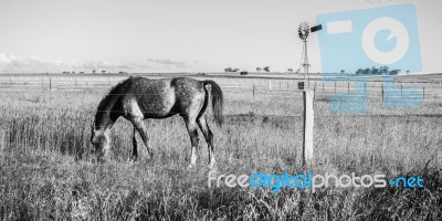 Horse In The Paddock Stock Photo