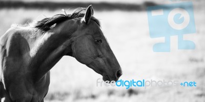 Horse In The Paddock Stock Photo