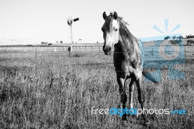 Horse In The Paddock Stock Photo