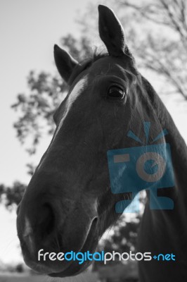 Horse In The Paddock Stock Photo