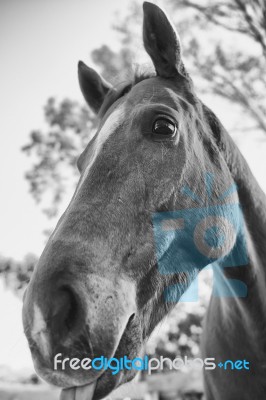 Horse In The Paddock Stock Photo