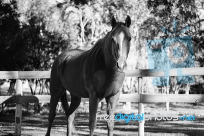 Horse In The Paddock Stock Photo