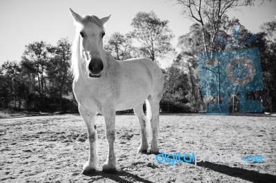 Horse In The Paddock Stock Photo