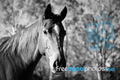 Horse In The Paddock Stock Photo