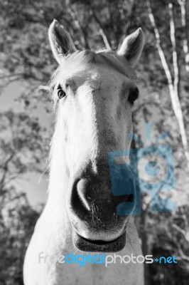 Horse In The Paddock Stock Photo