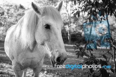 Horse In The Paddock Stock Photo