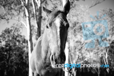 Horse In The Paddock Stock Photo