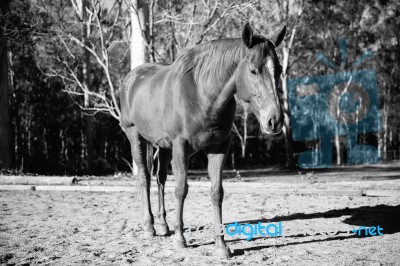 Horse In The Paddock Stock Photo