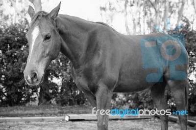 Horse In The Paddock Stock Photo