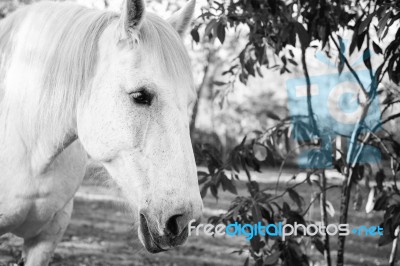 Horse In The Paddock Stock Photo