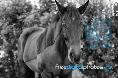 Horse In The Paddock Stock Photo