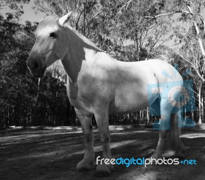 Horse In The Paddock Stock Photo