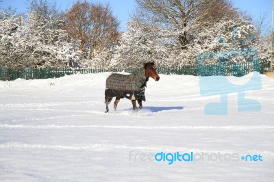 Horse In The Snow Stock Photo