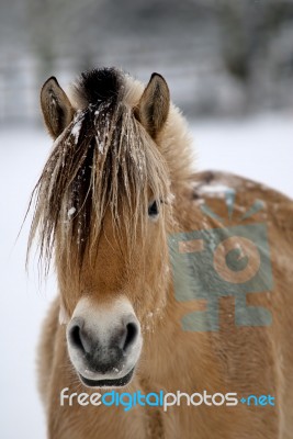 Horse In Winter Stock Photo