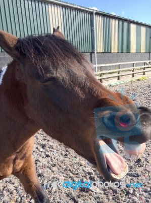 Horse Laughing Stock Photo