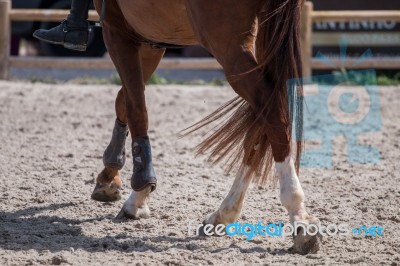 Horse Legs On Dirt Stock Photo