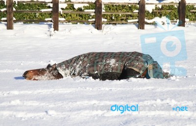 Horse Lying In The Snow Stock Photo