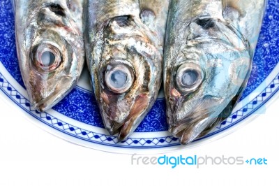 Horse Mackerel Stock Photo