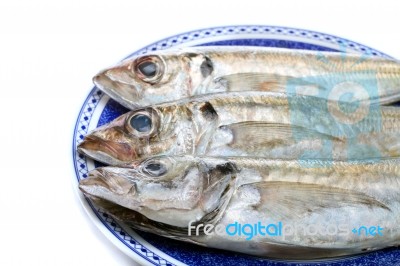 Horse Mackerel Stock Photo