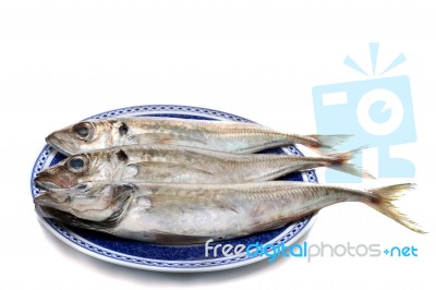 Horse Mackerel Stock Photo