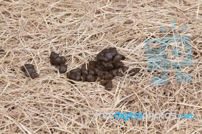 Horse Manure On Dry Grass Stock Photo