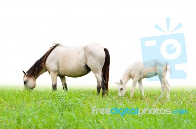 Horse Mare And Foal In Grass On White Background Stock Photo